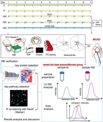Preconditioning With Intermittent Hypobaric Hypoxia Attenuates Stroke Damage and Modulates Endocytosis in Residual Neurons